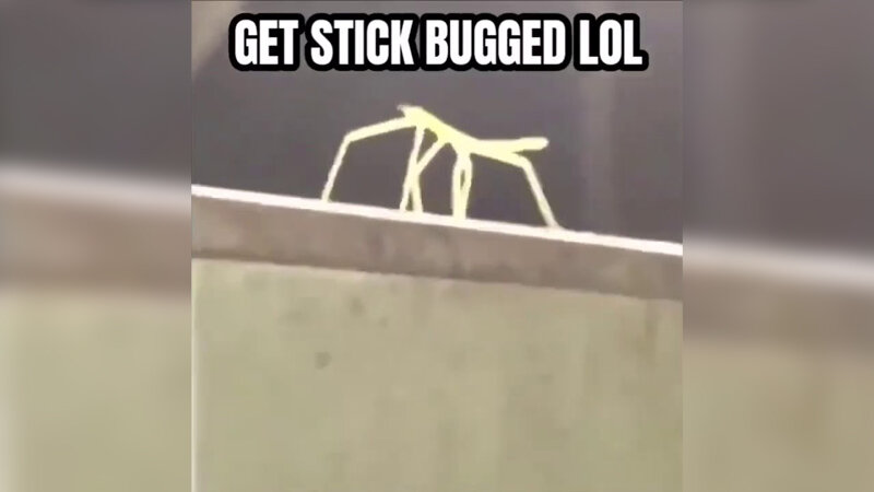 Stickbugged